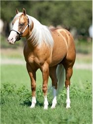 Palomino Horses